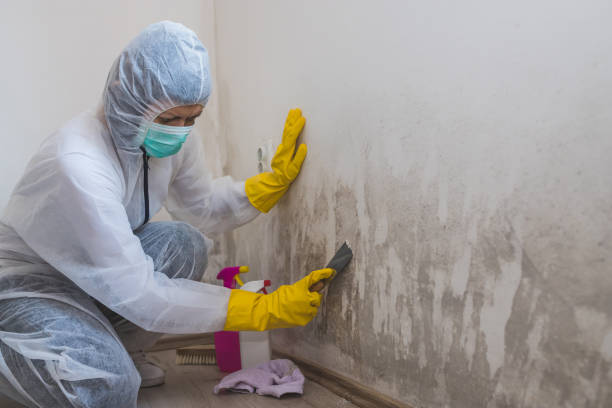 Professional Mold Removal in East Massapequa, NY